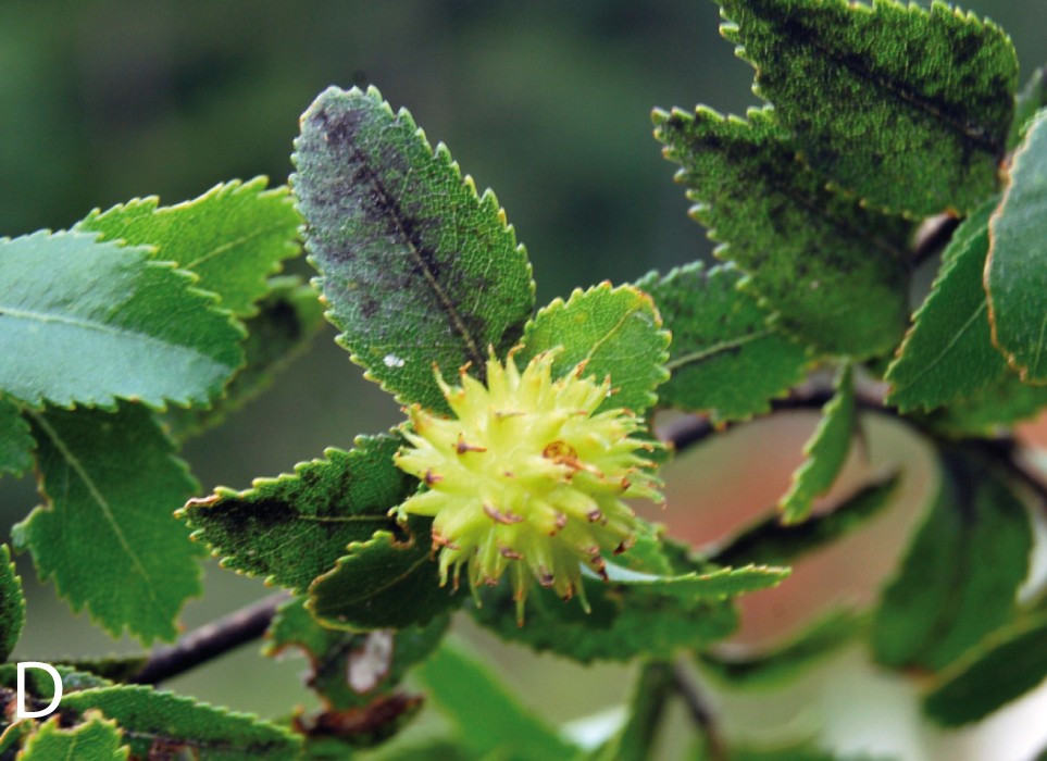 Gall image