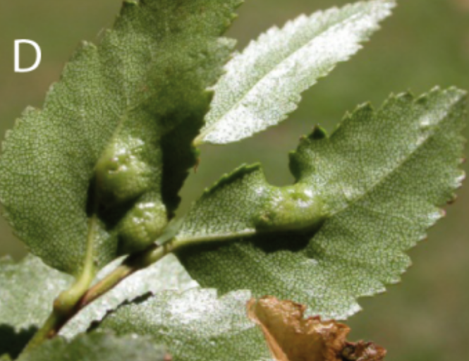 Gall image