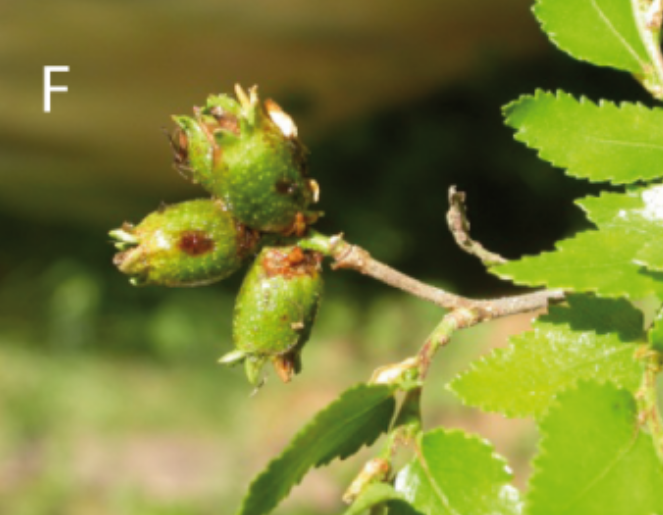 Gall image