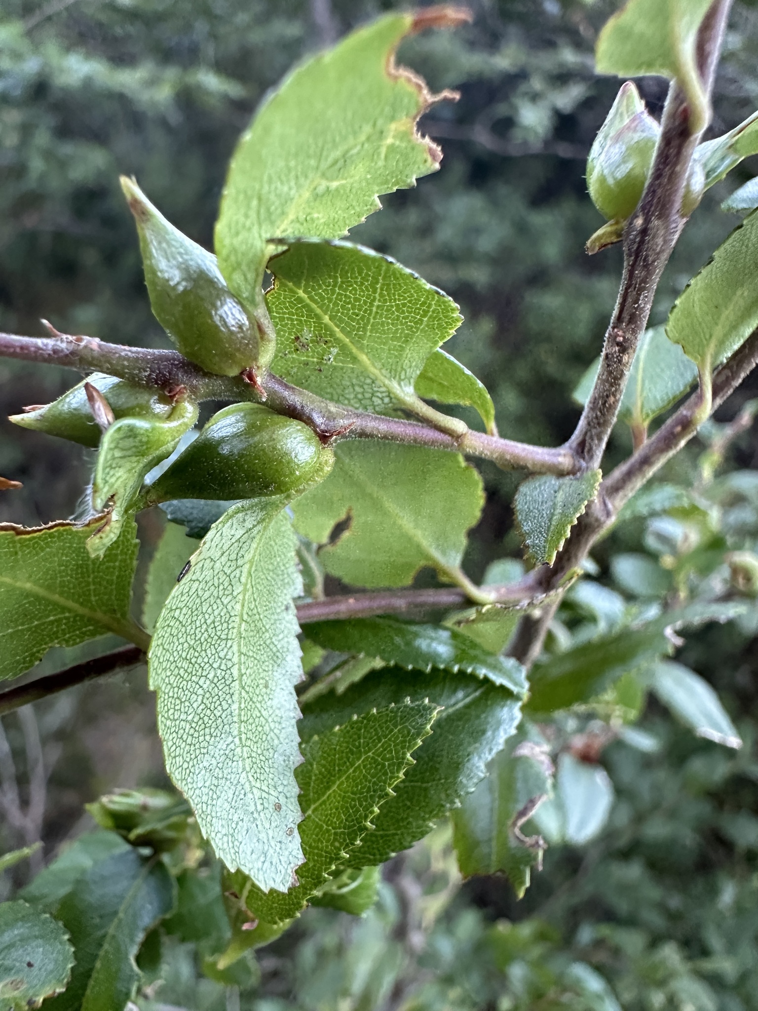 Gall image