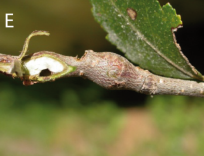 Gall image