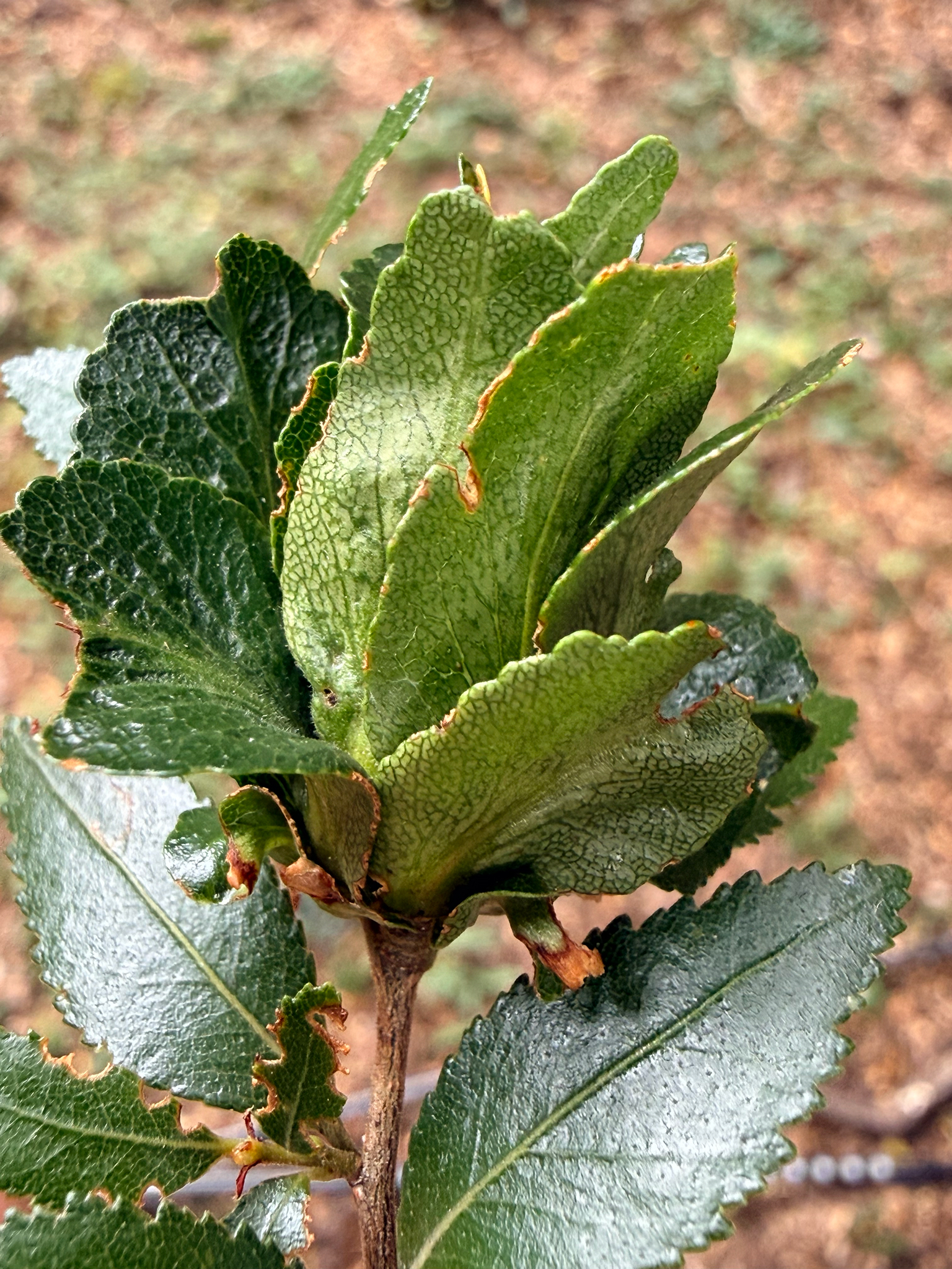 Gall image