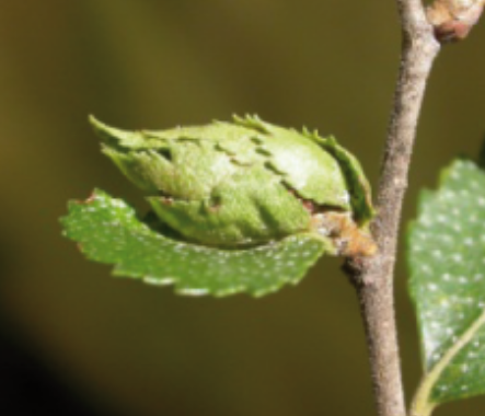 Gall image