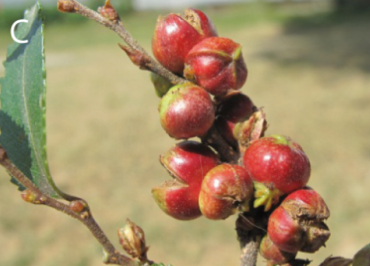 Gall image