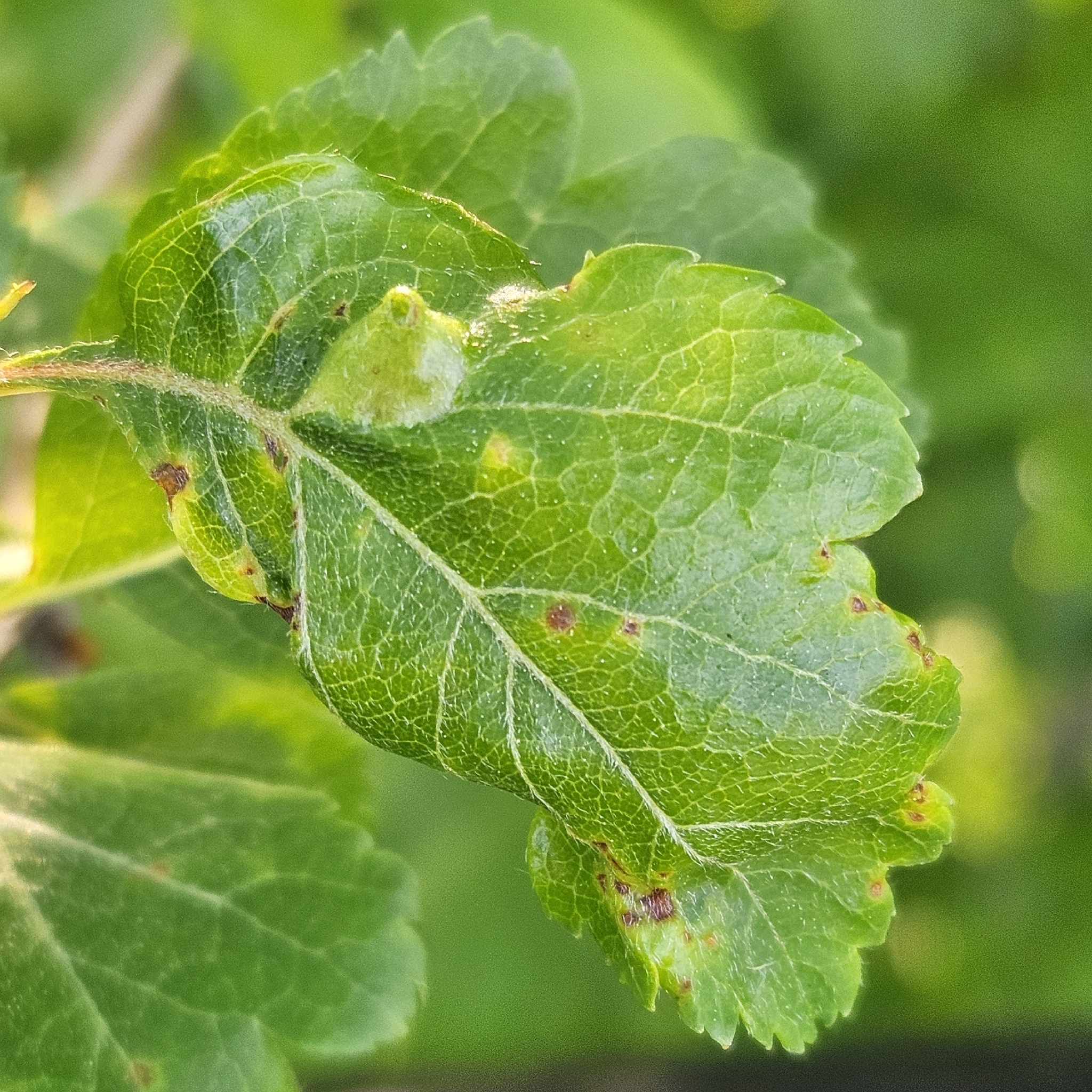 Gall image