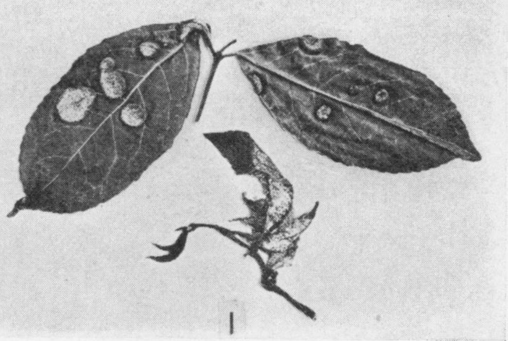 Gall image