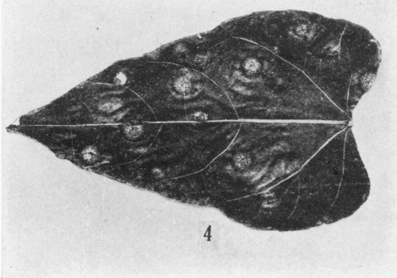 Gall image