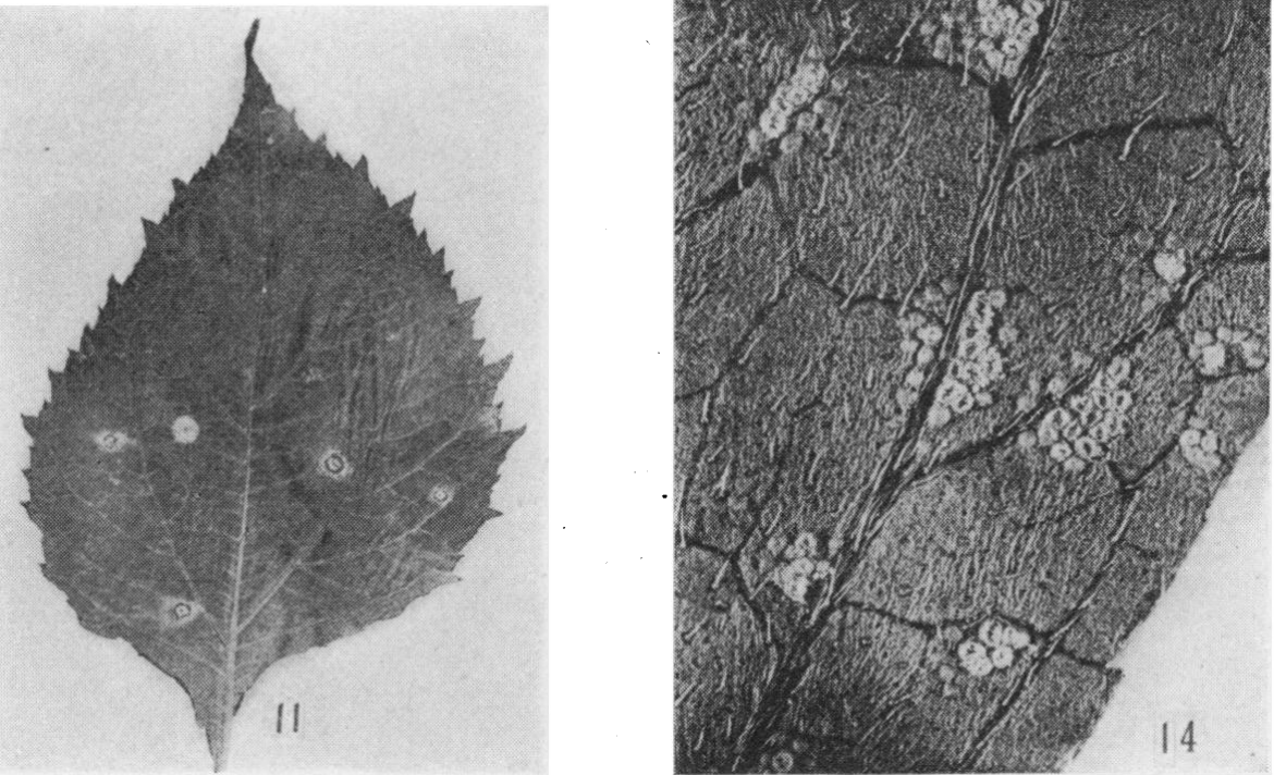 Gall image