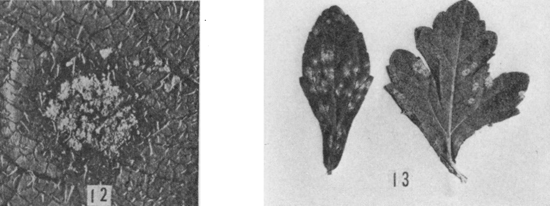 Gall image