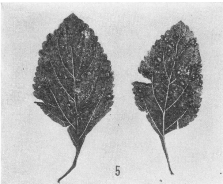 Gall image