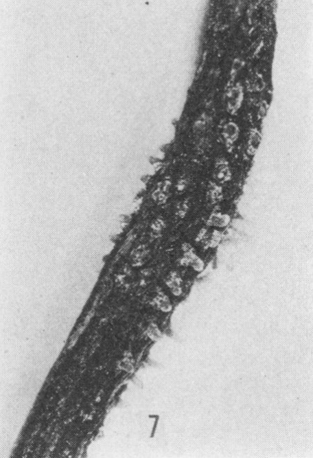 Image from source