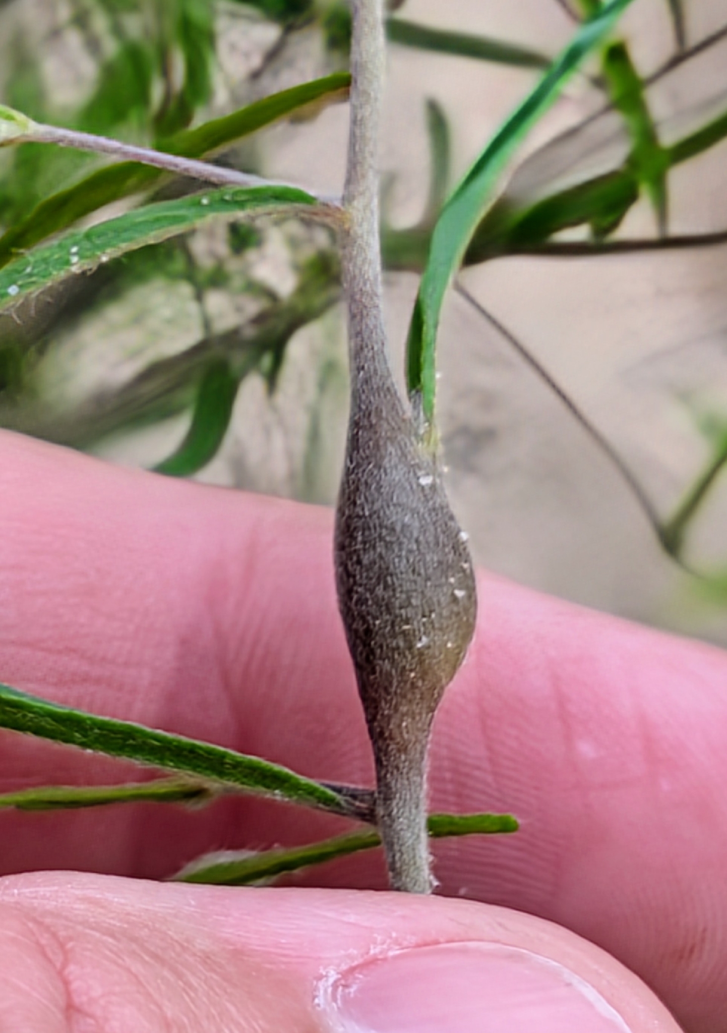 Gall image