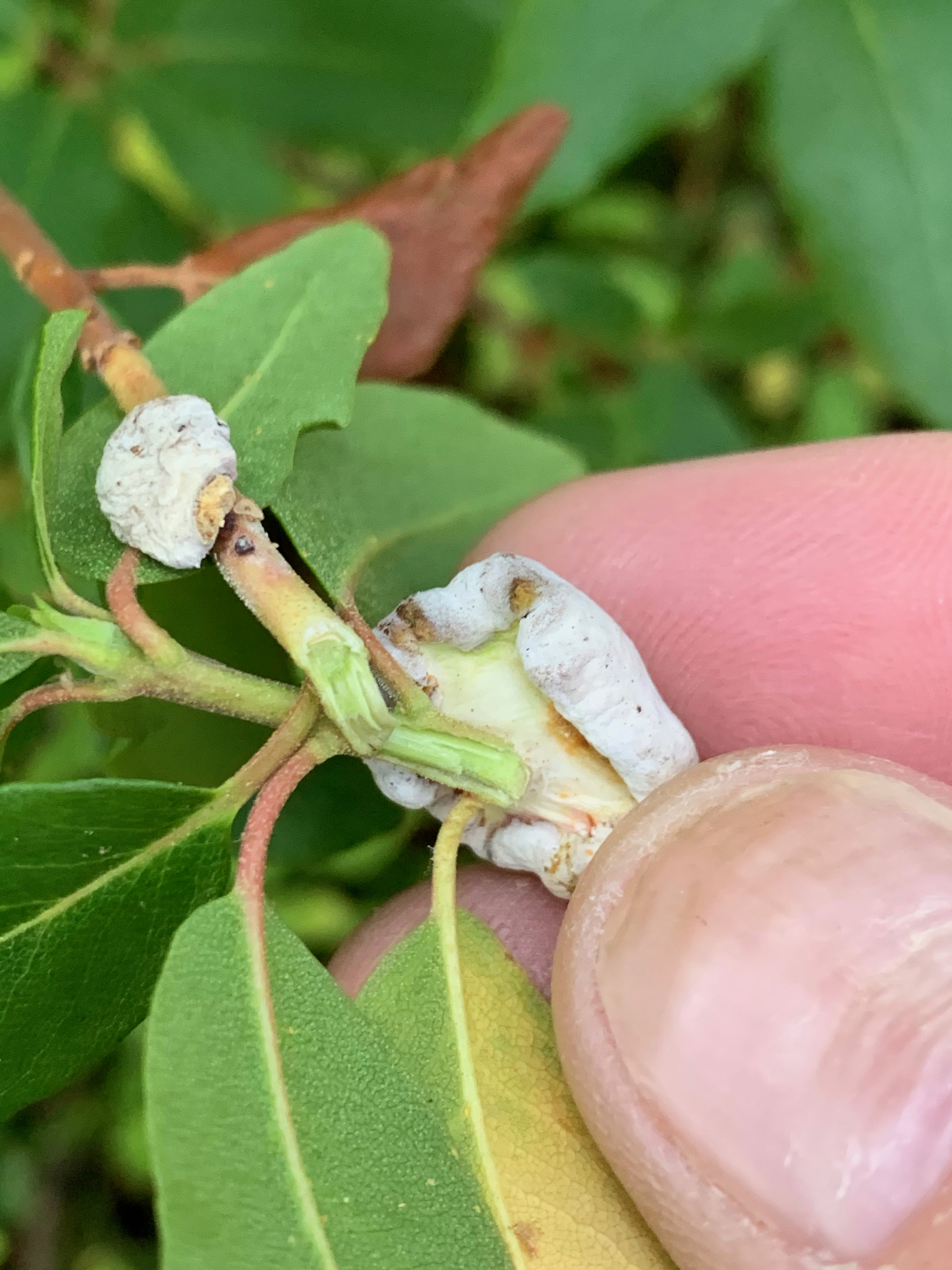 Gall image