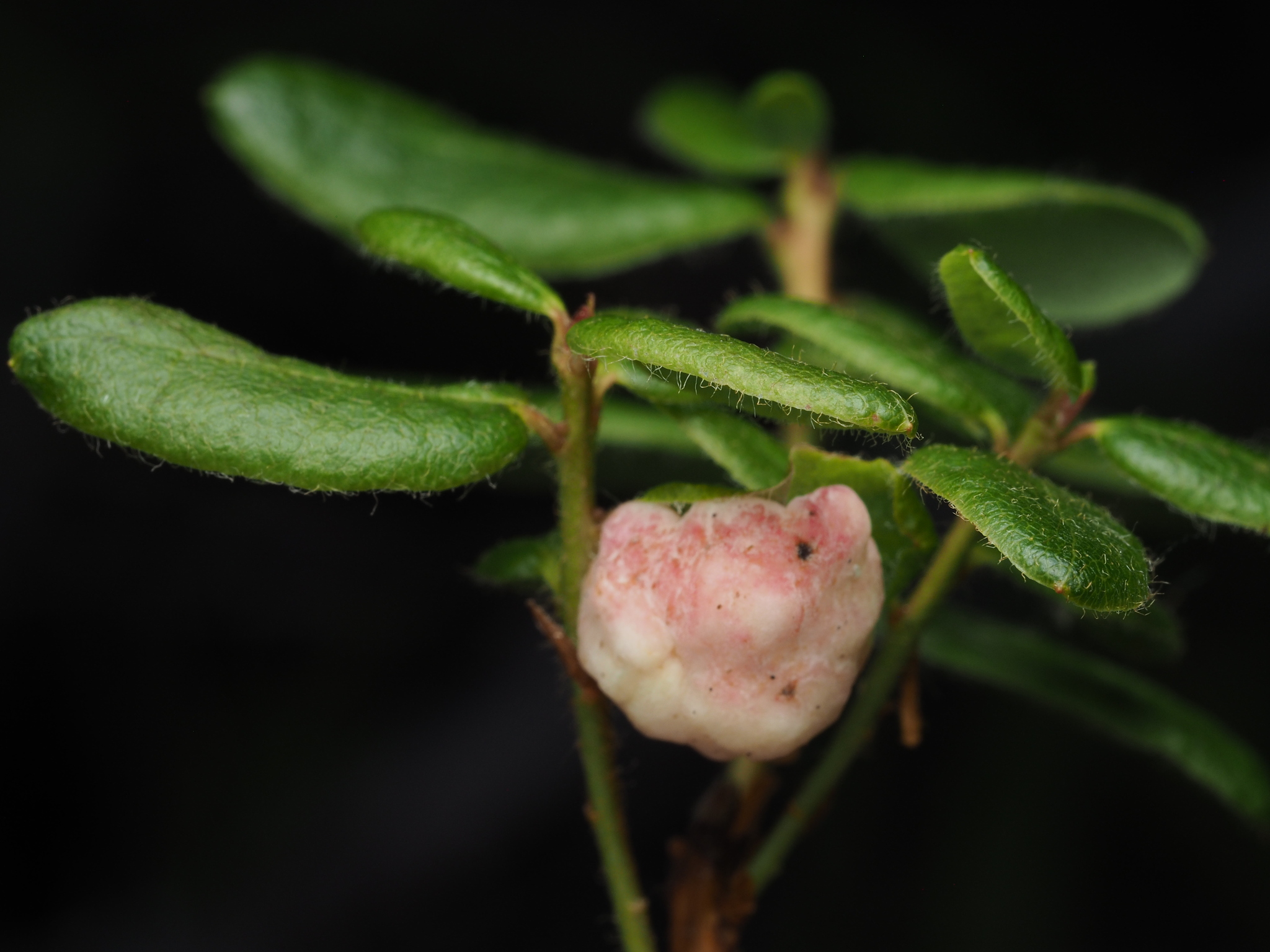 Gall image