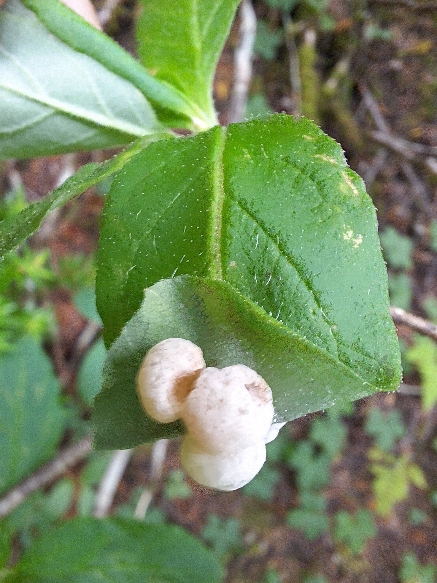 Gall image