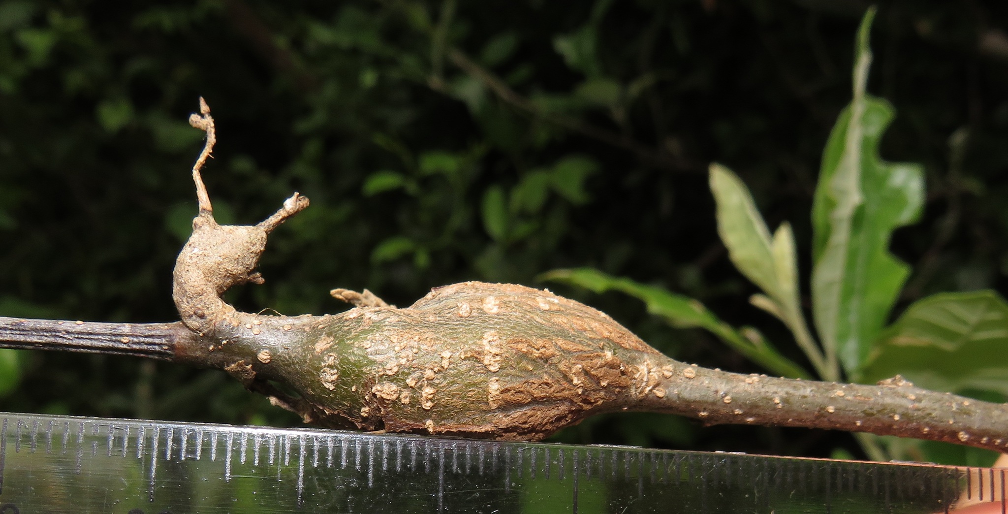 Gall image