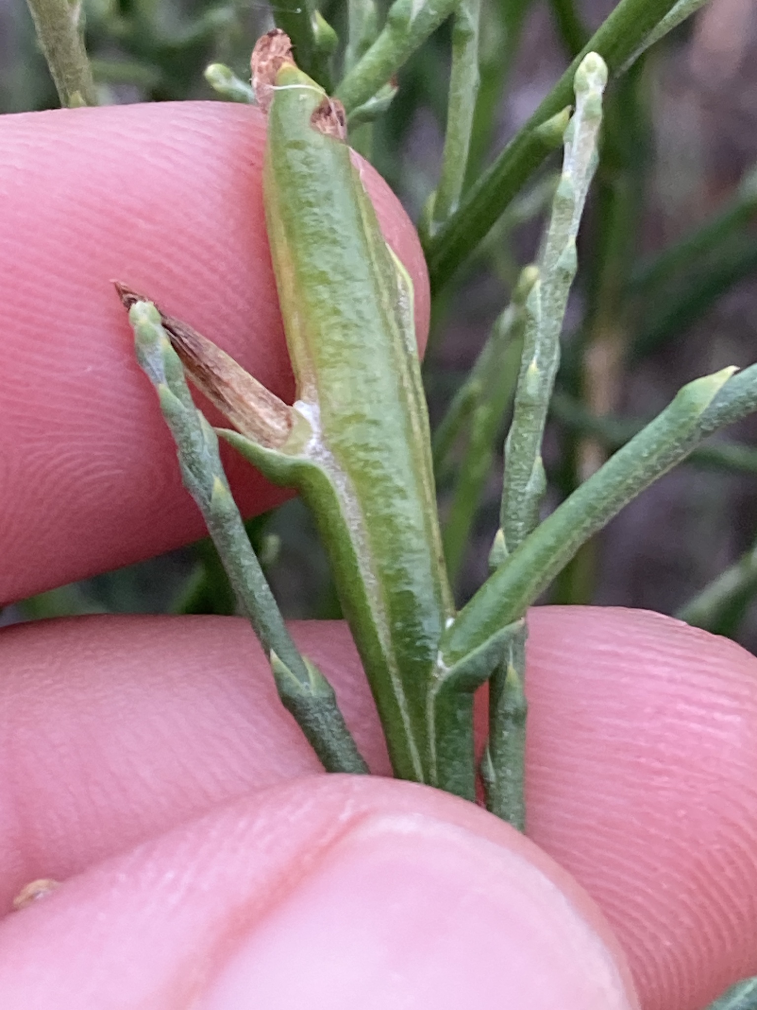 Gall image