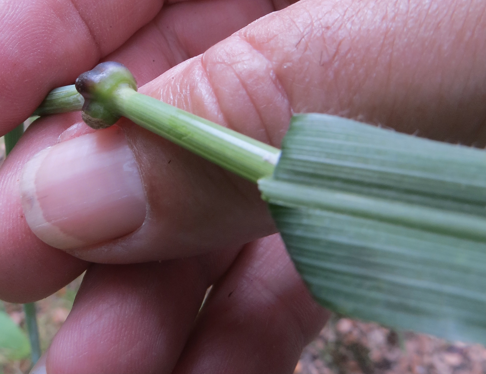 Gall image