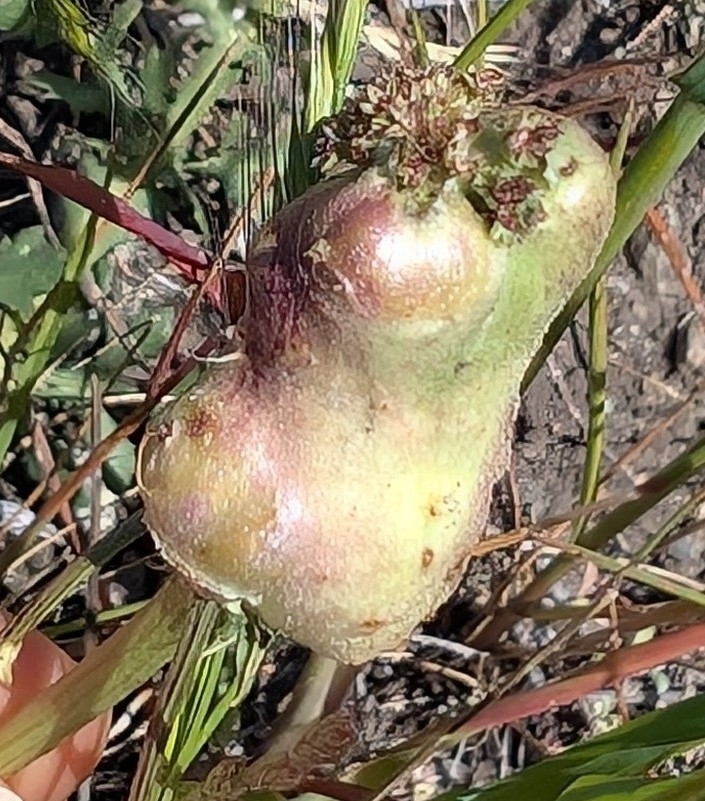 Gall image
