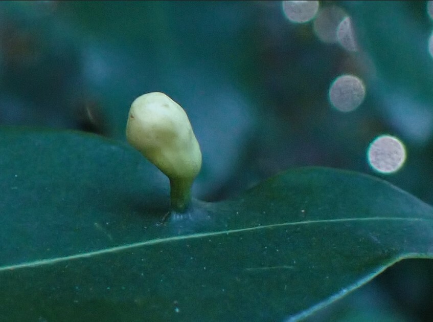 Gall image
