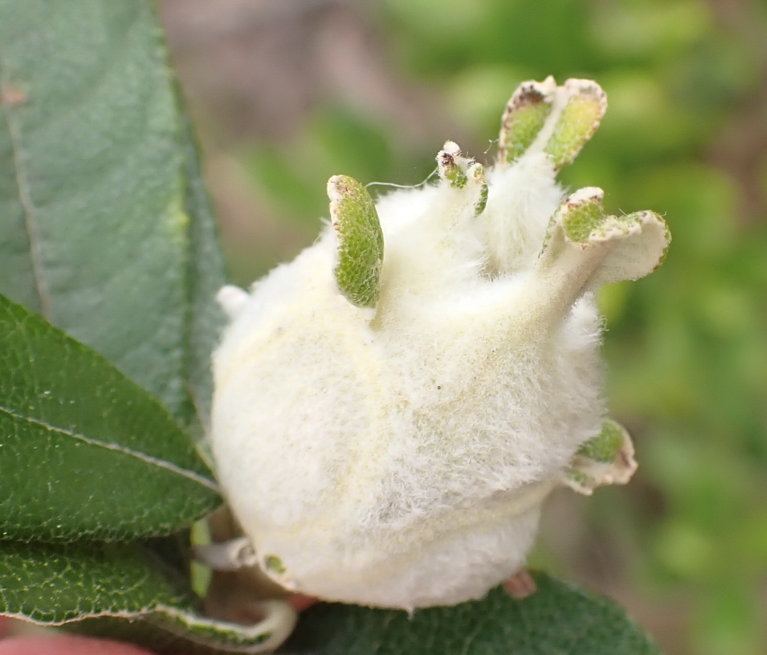 Gall image