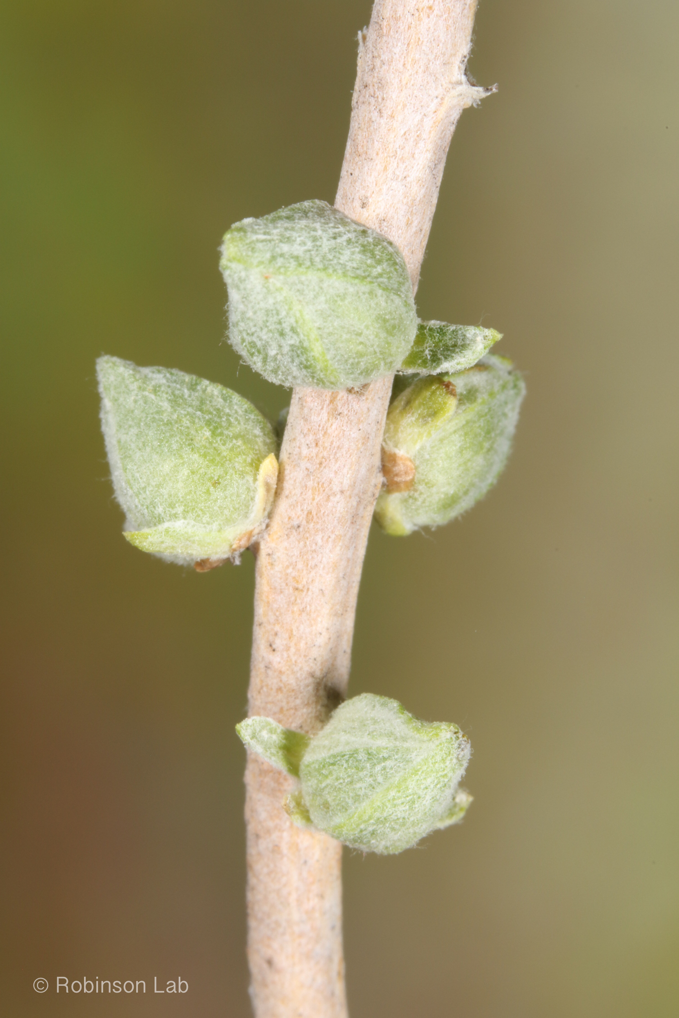 Gall image