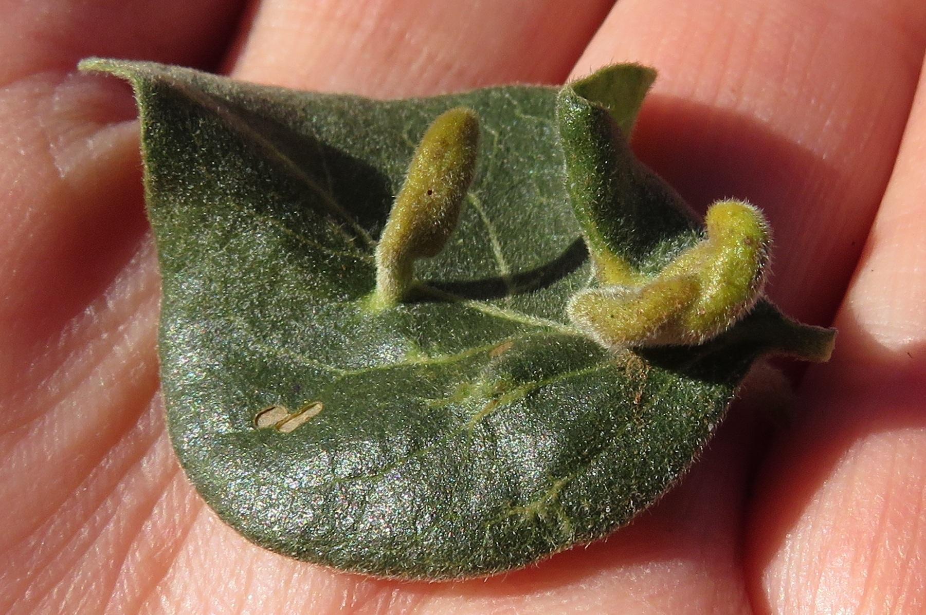 Gall image