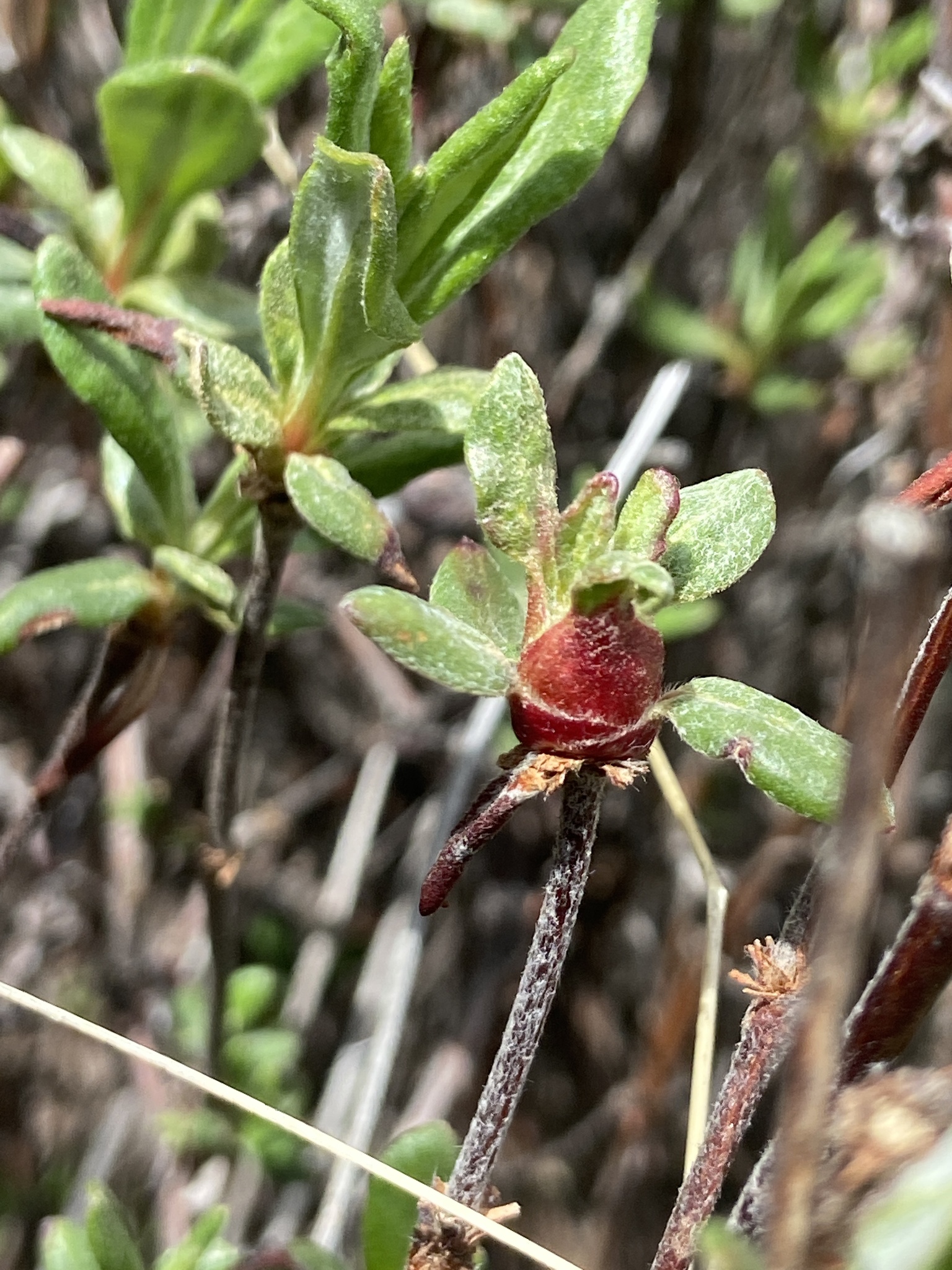 Gall image