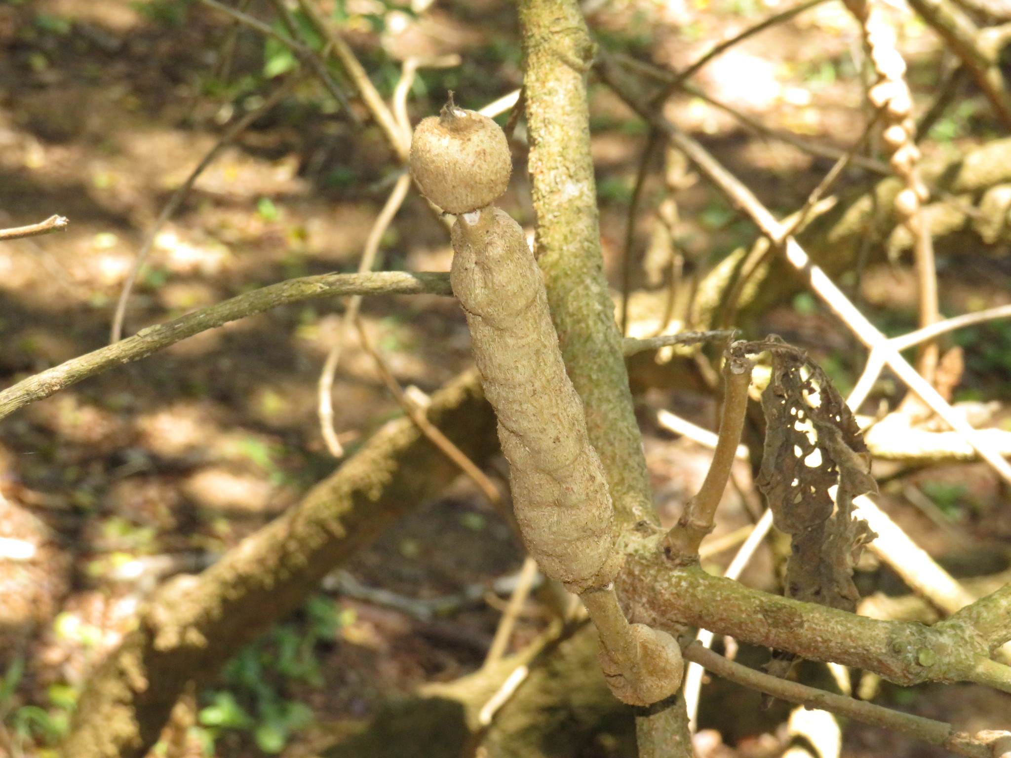 Gall image