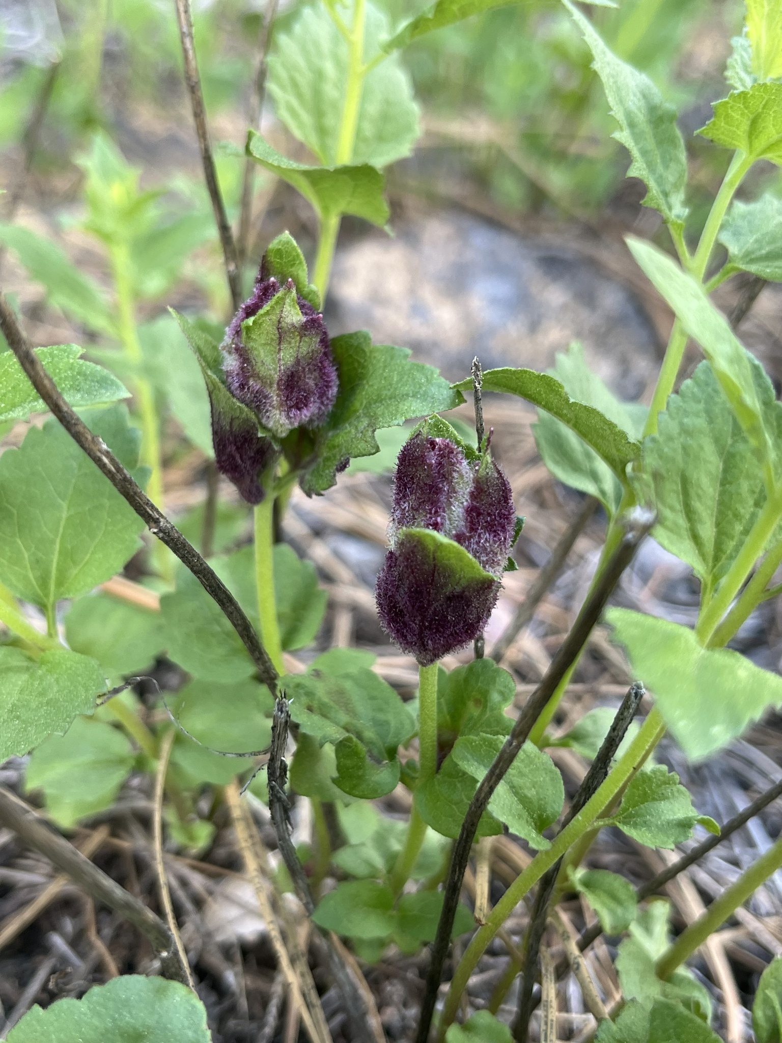 Gall image