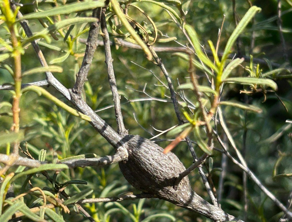 Gall image