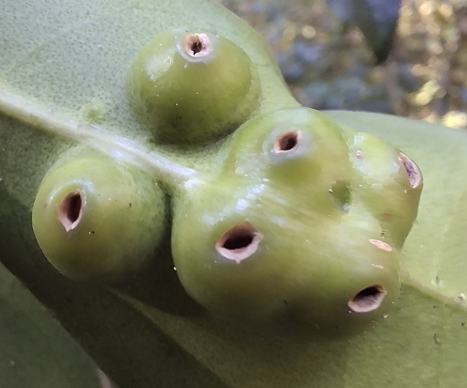 Gall image