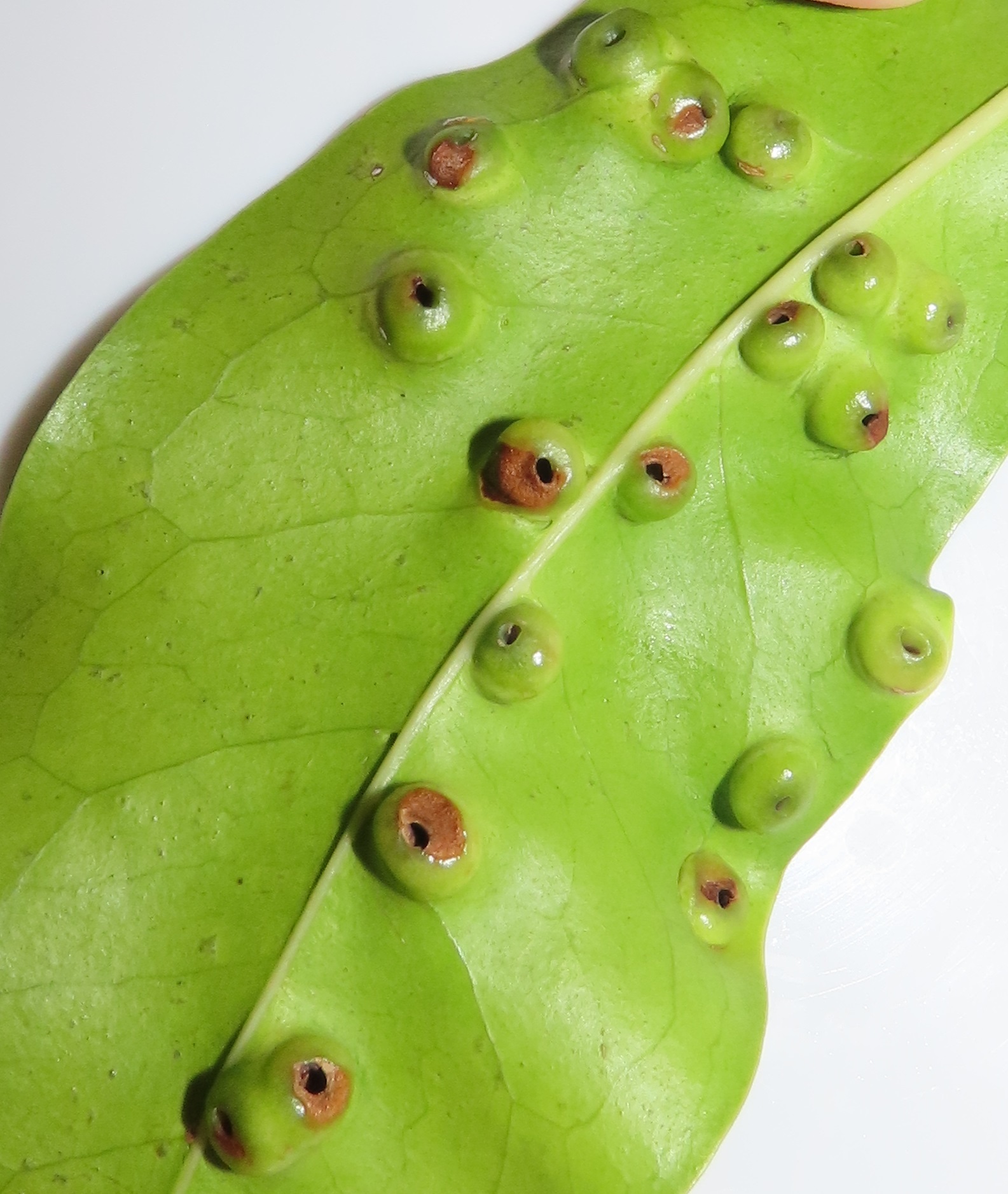 Gall image