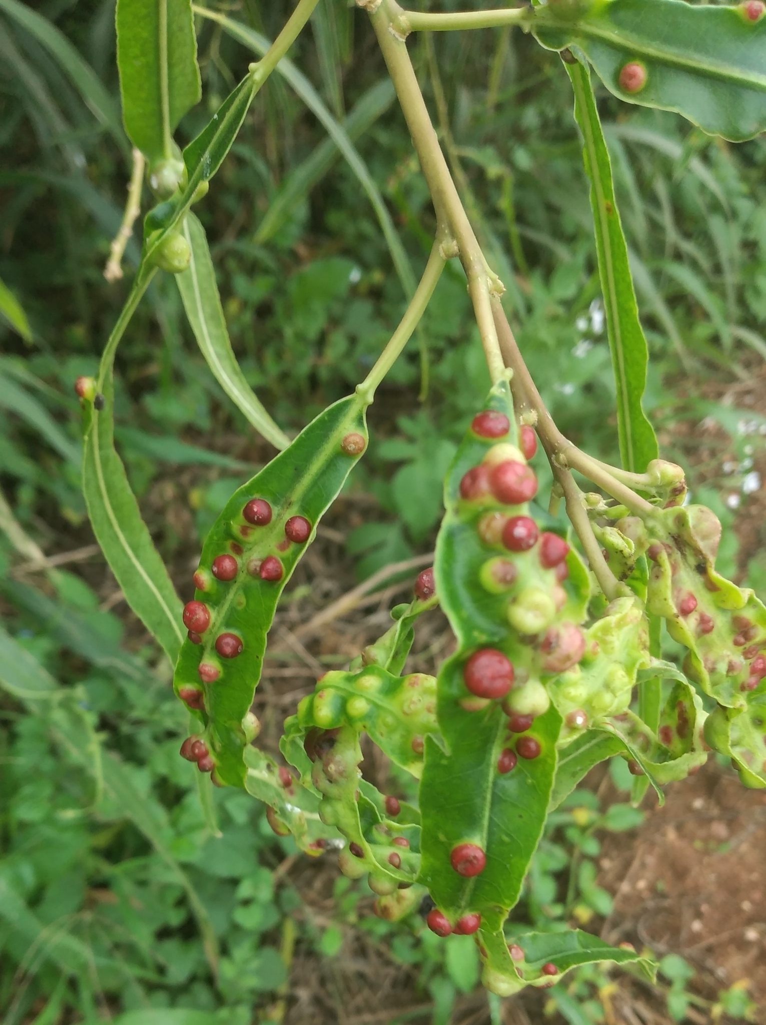 Gall image