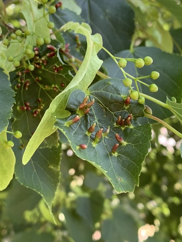 image of Eriophyes tiliae