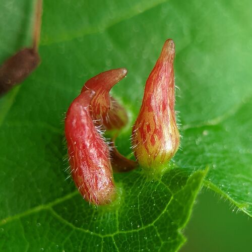 image of Eriophyes tiliae