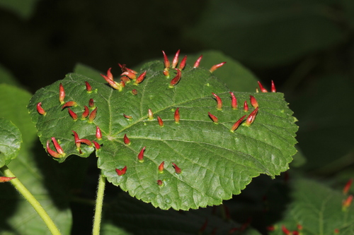 image of Eriophyes tiliae