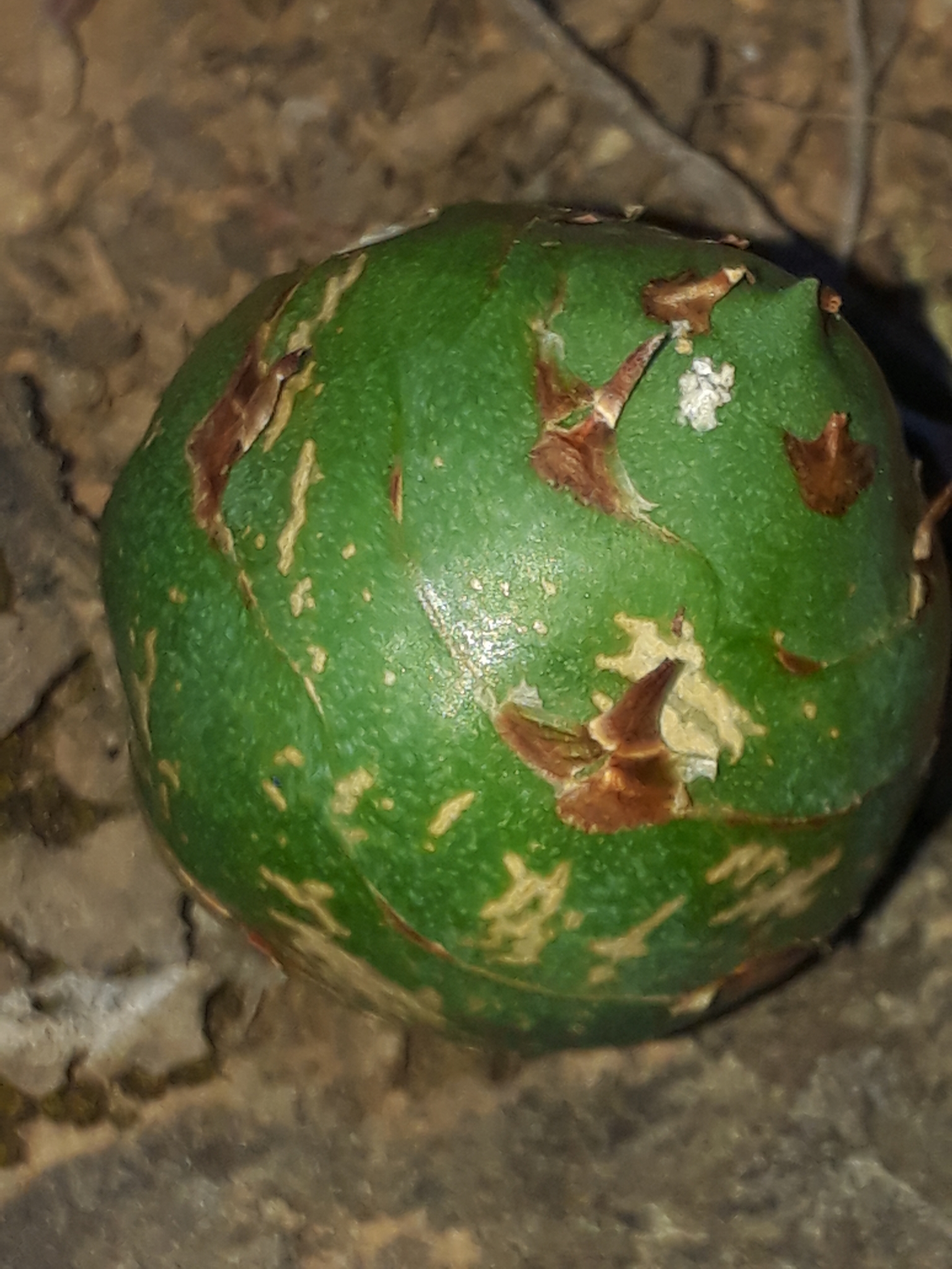 Gall image