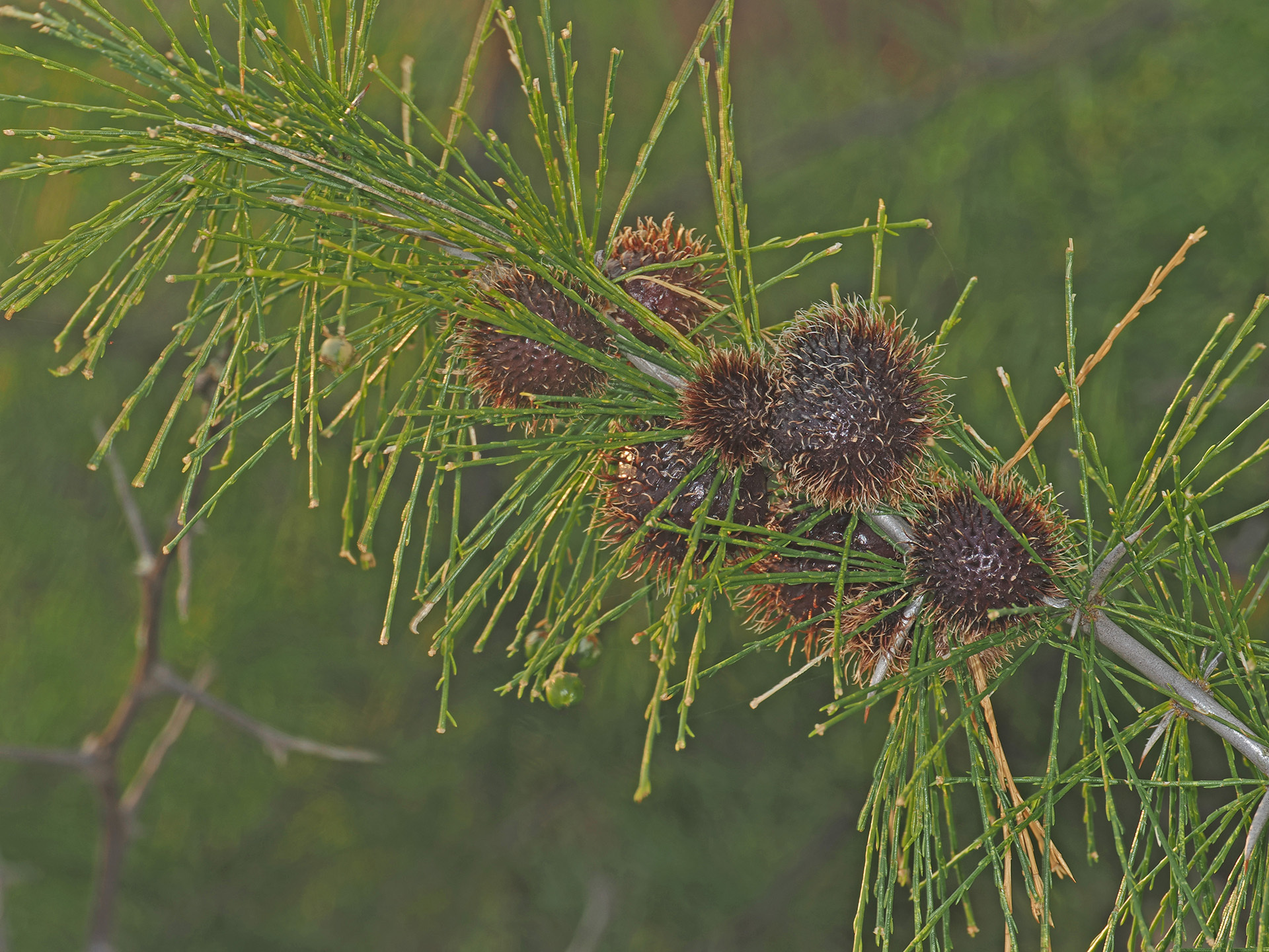 Gall image