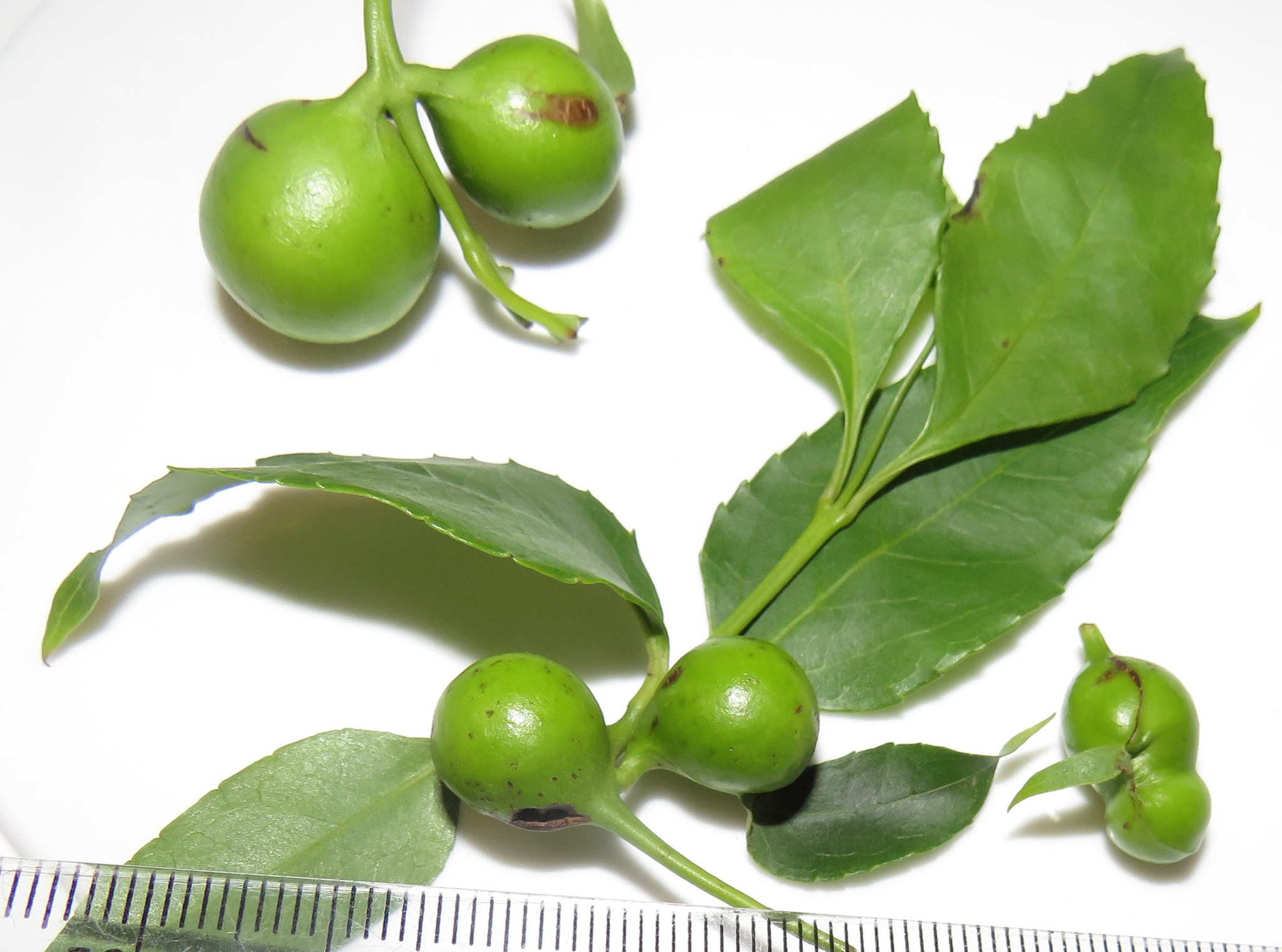 Gall image