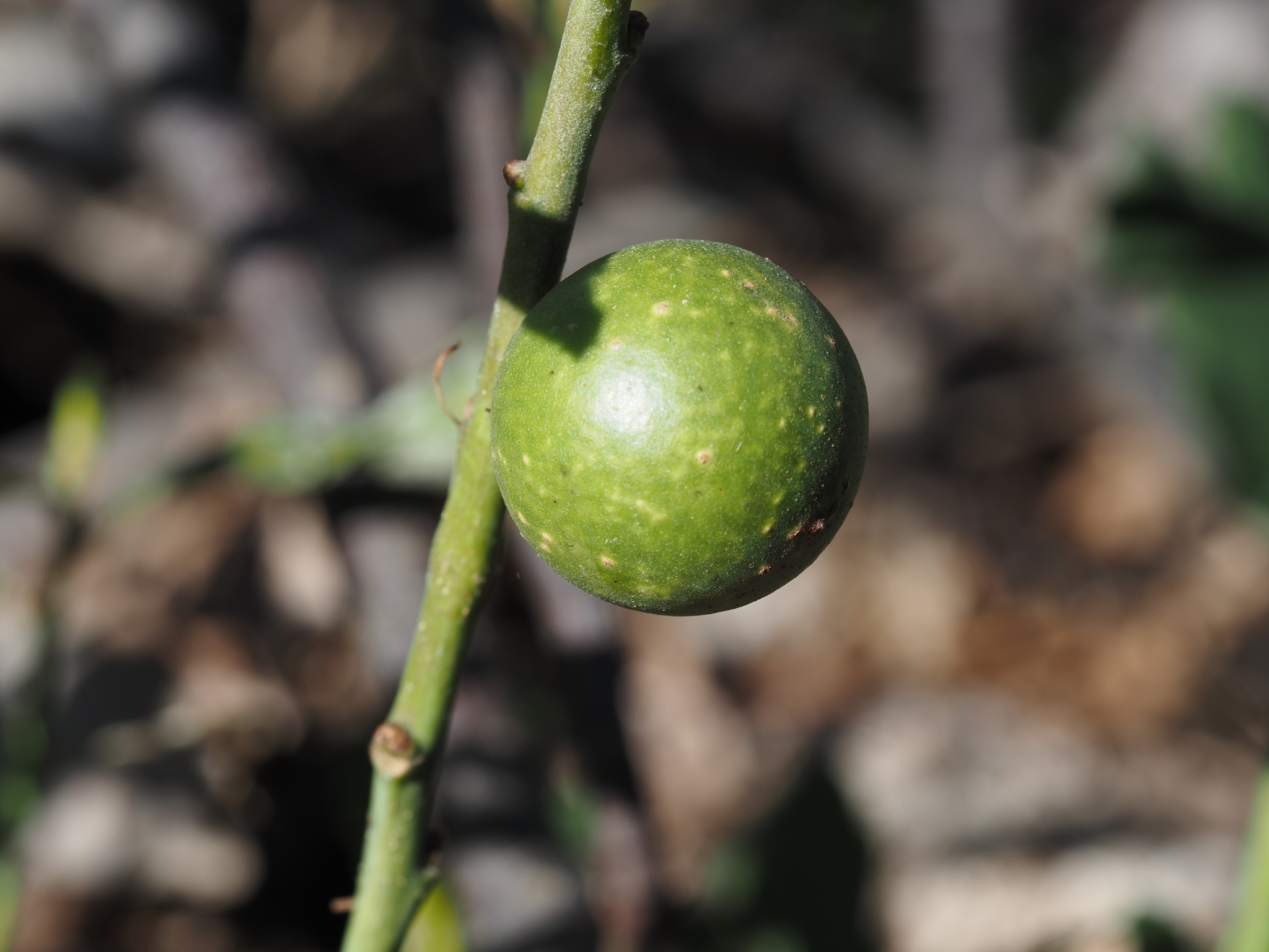 Gall image