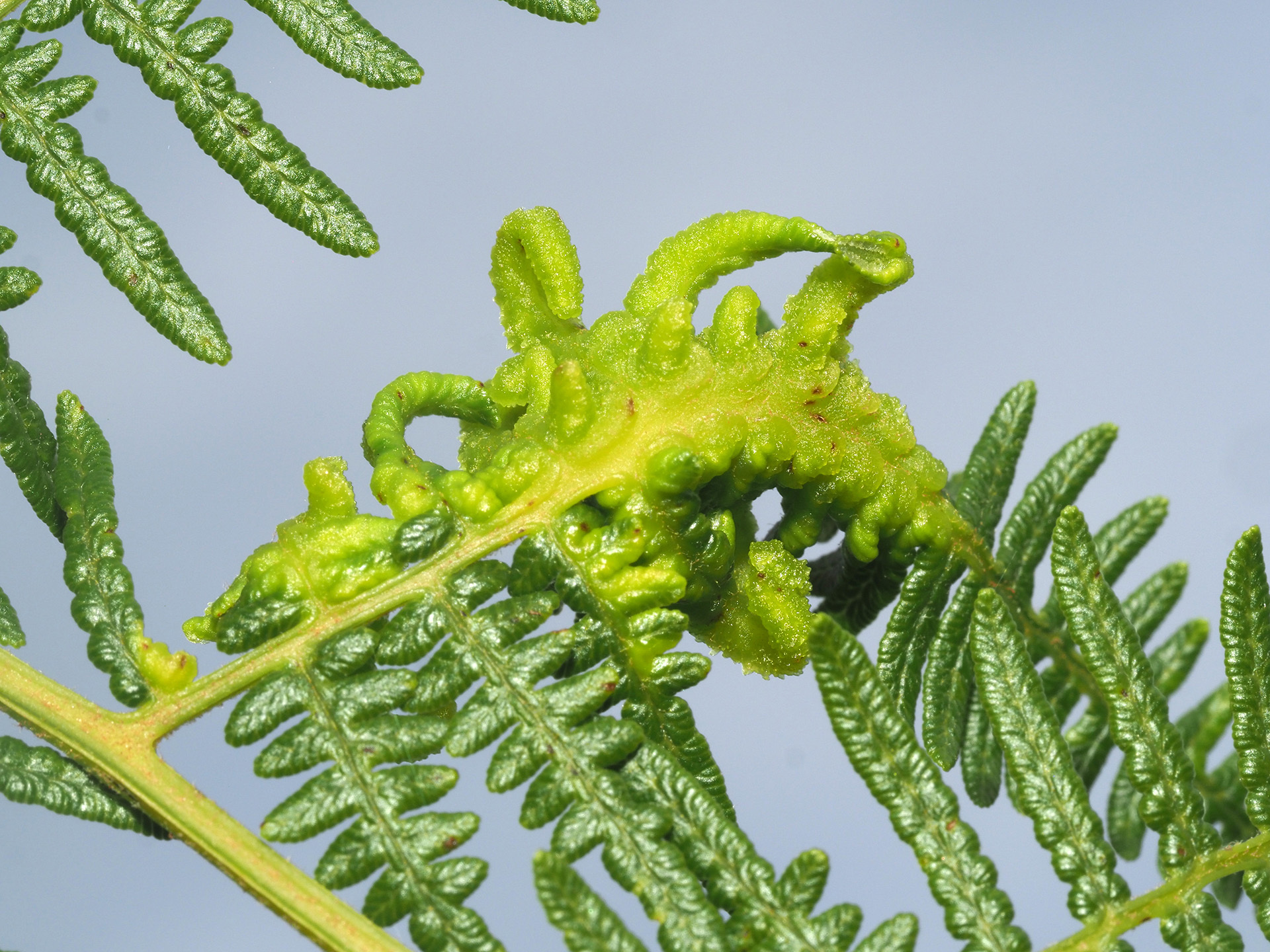 Gall image