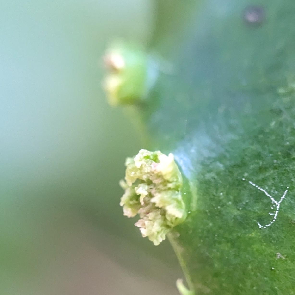 Gall image