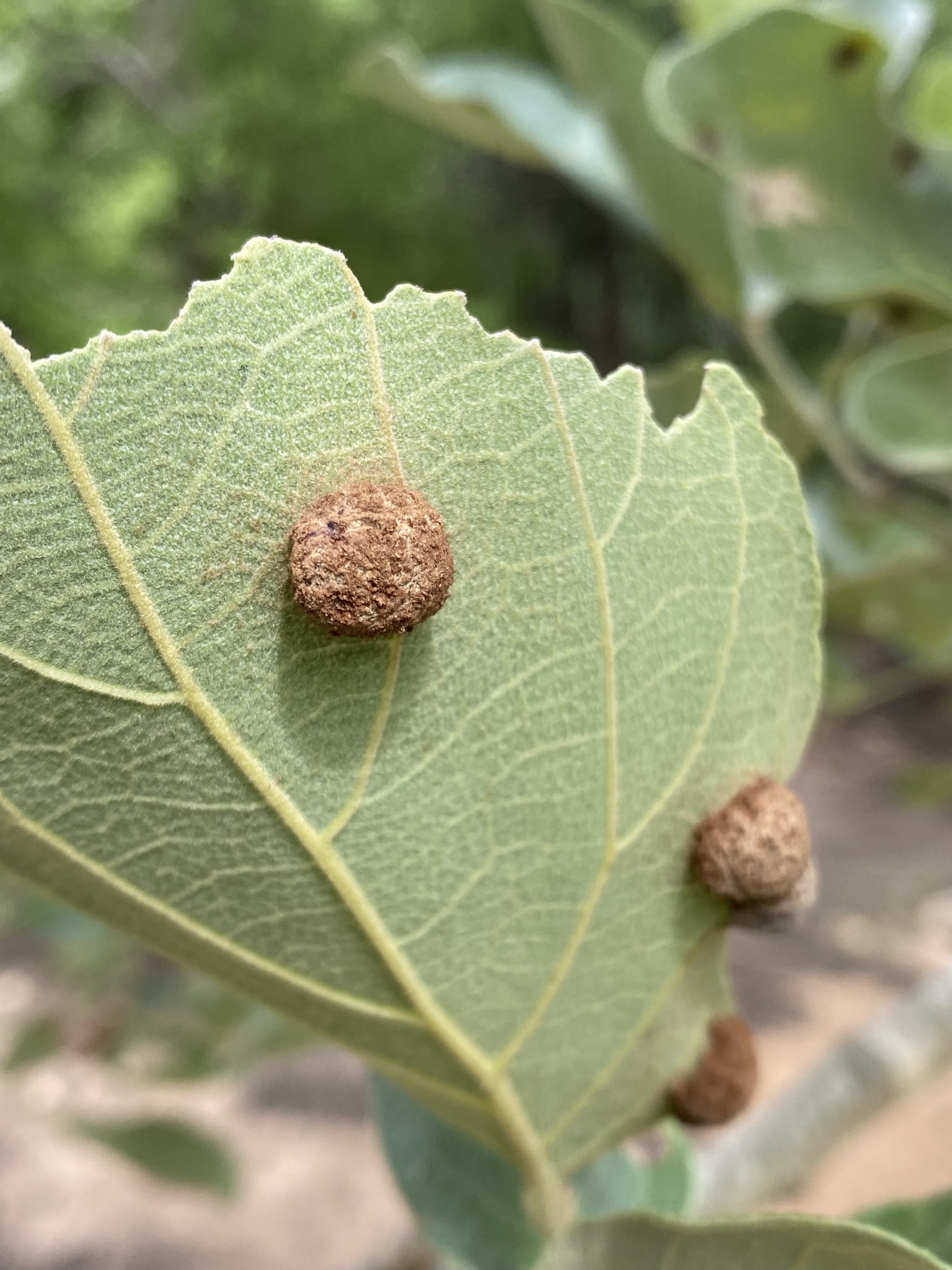 Gall image