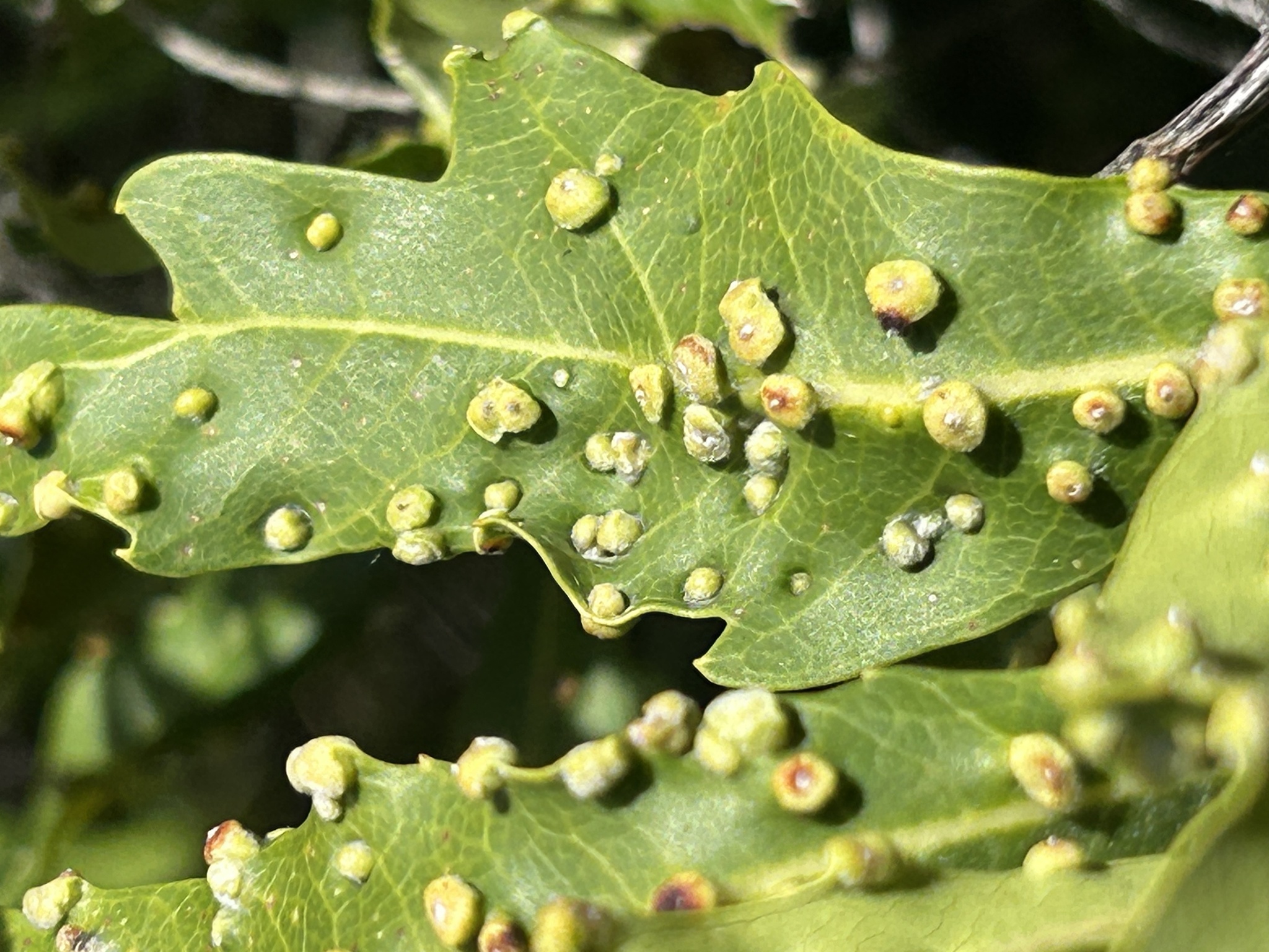 Gall image