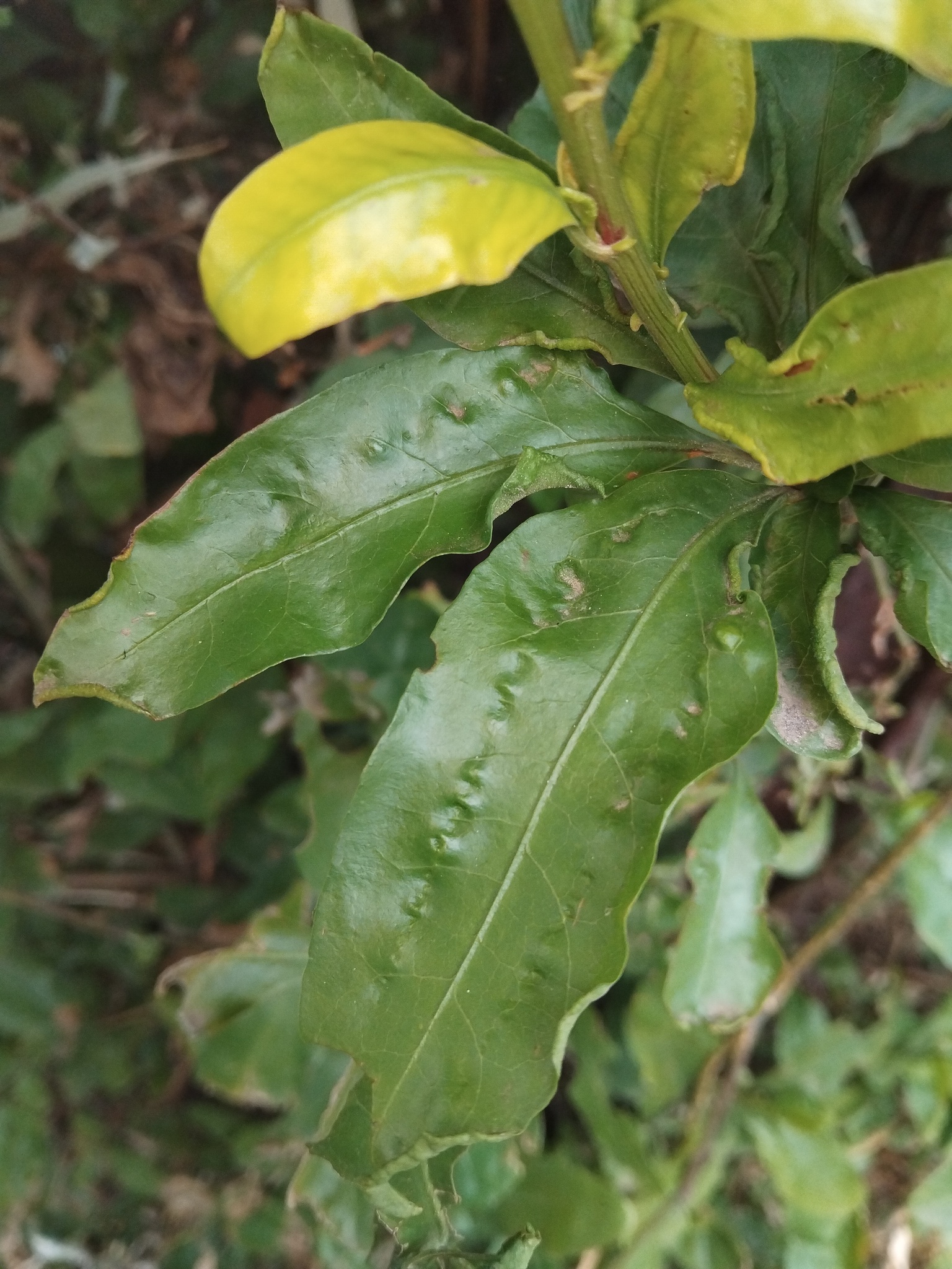 Gall image