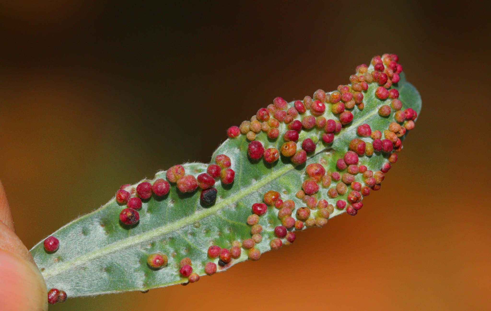 Gall image