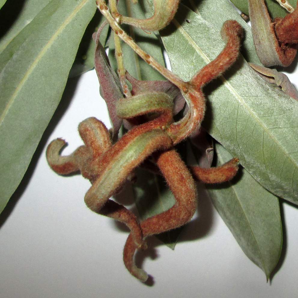 Gall image