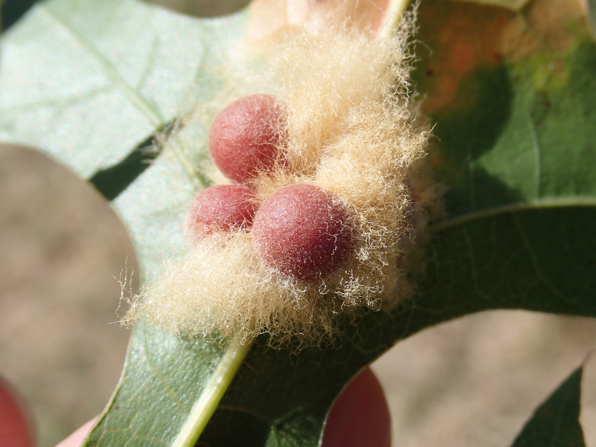 Gall image