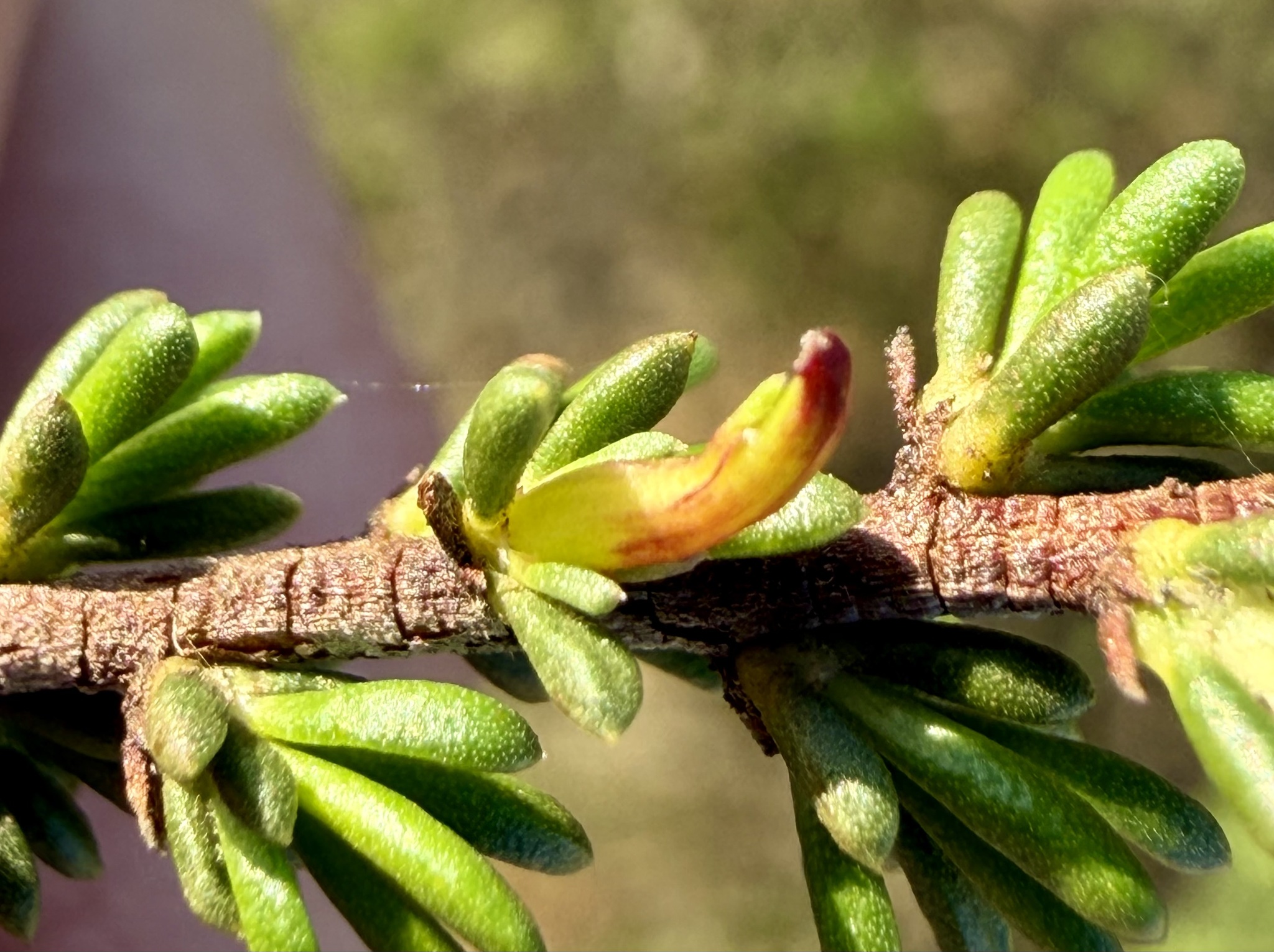 Gall image